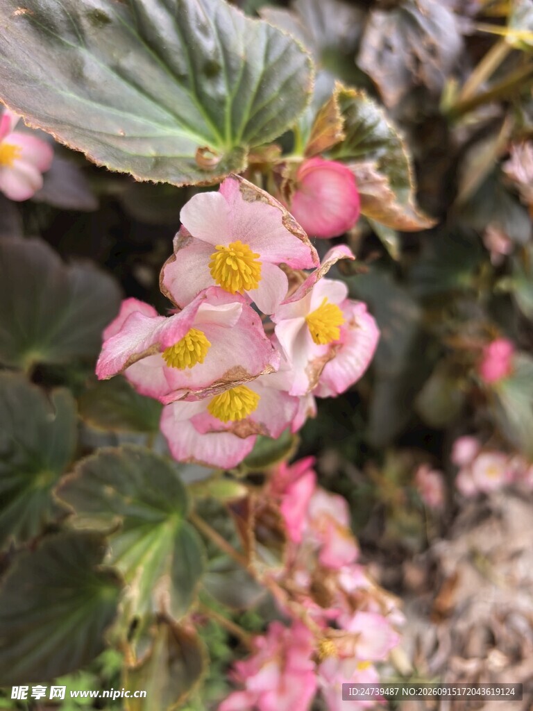 娇艳粉色秋海棠绽放