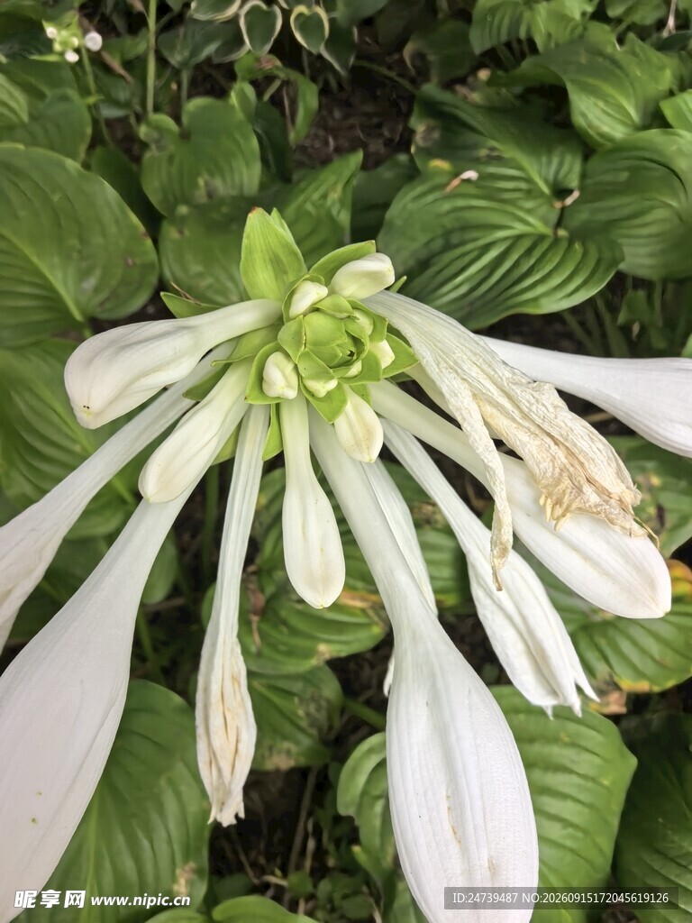 白色玉簪花绽放