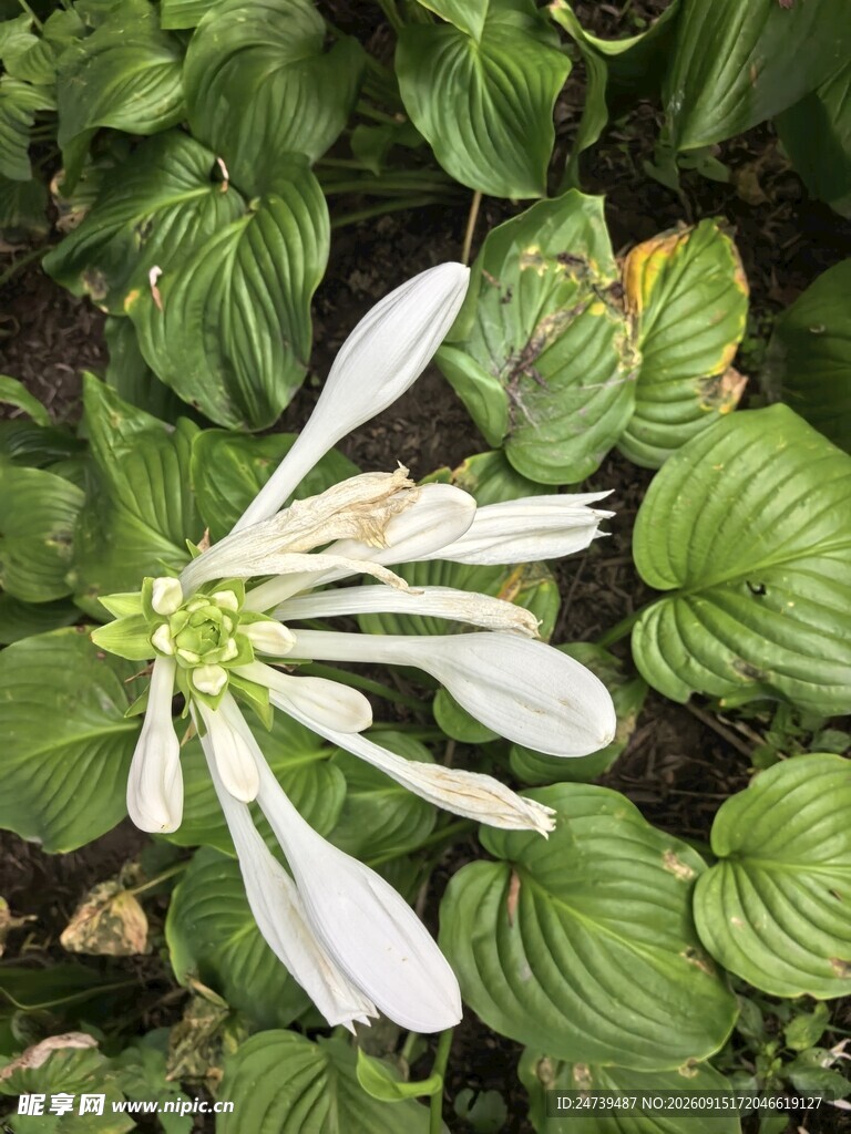 玉簪花特写