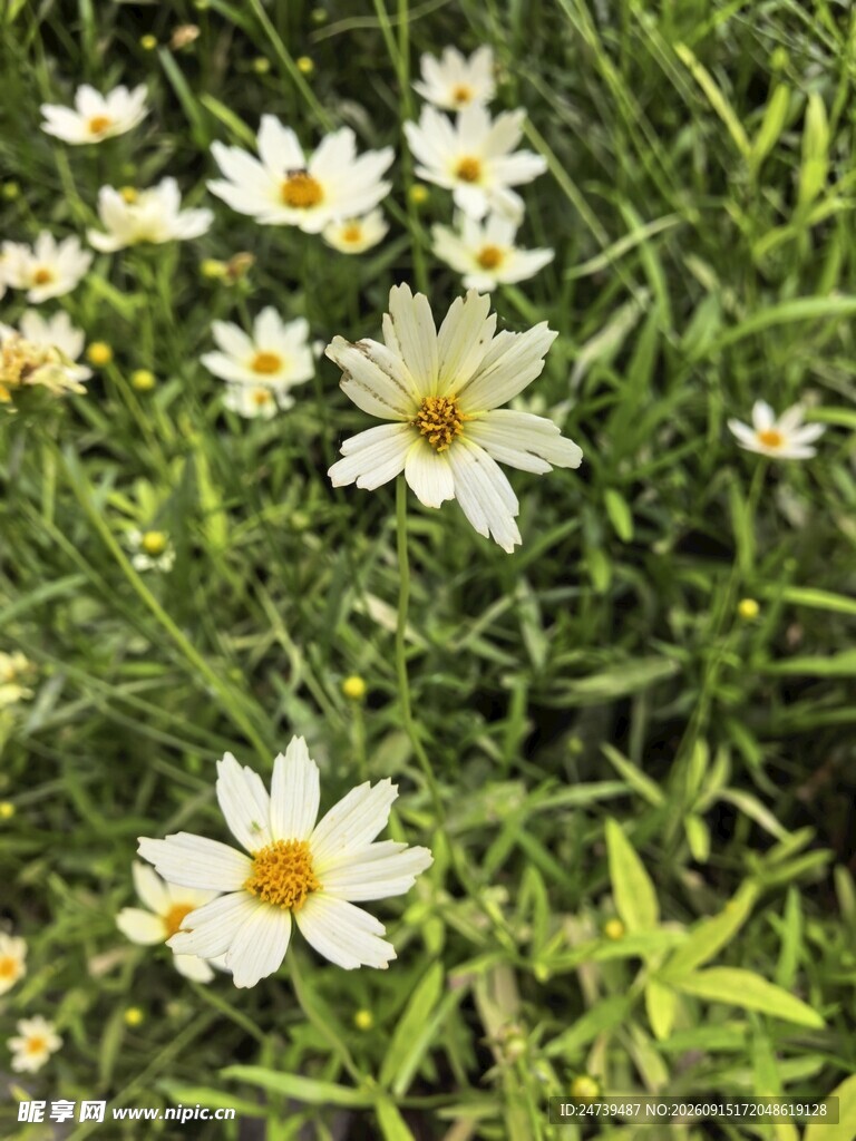 草地上的白色小菊花绽放