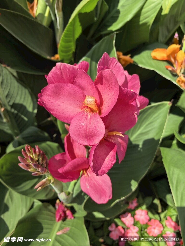 娇艳粉色美人蕉花卉绽放绿叶间
