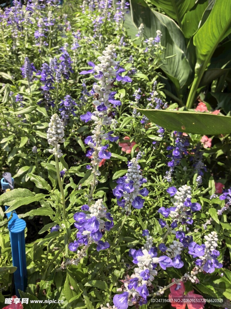 紫色薰衣草花