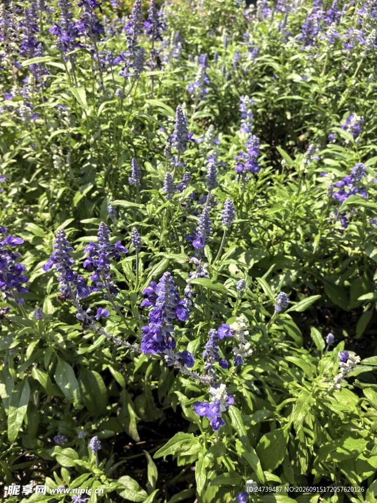 紫色薰衣草花丛绽放生机