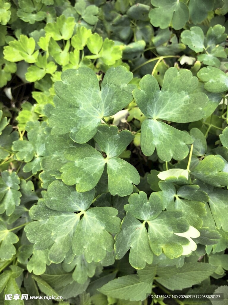 翠绿三叶草植物特写