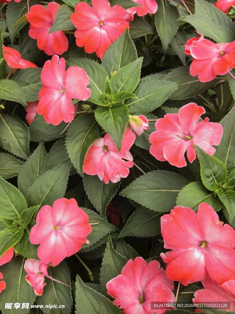 新几内亚凤仙花