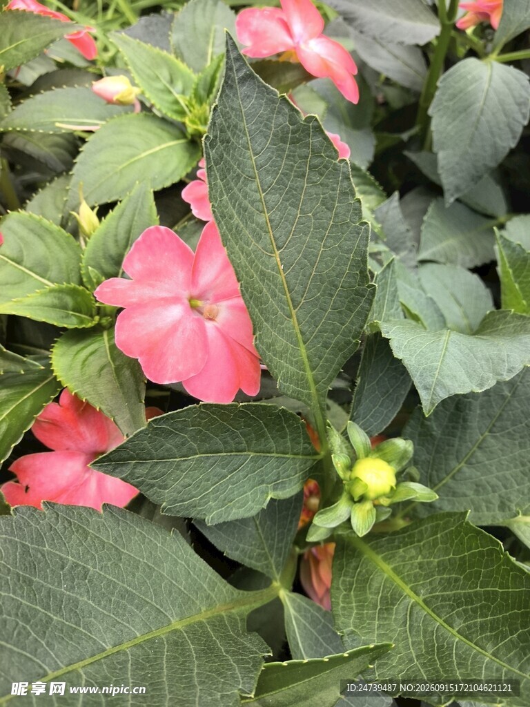 娇艳粉色凤仙花绿植特写