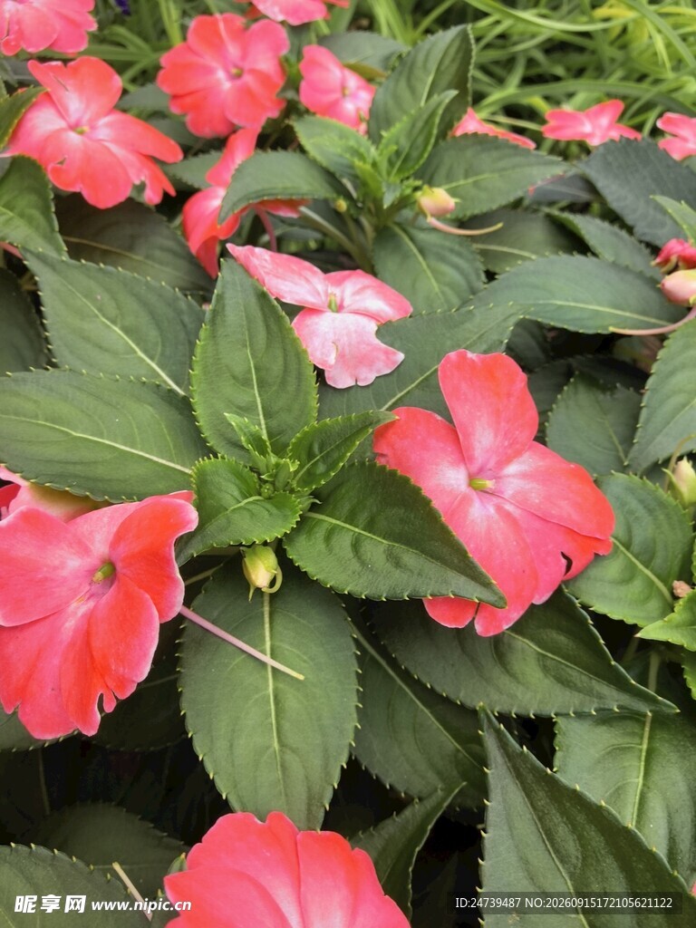新几内亚凤仙花