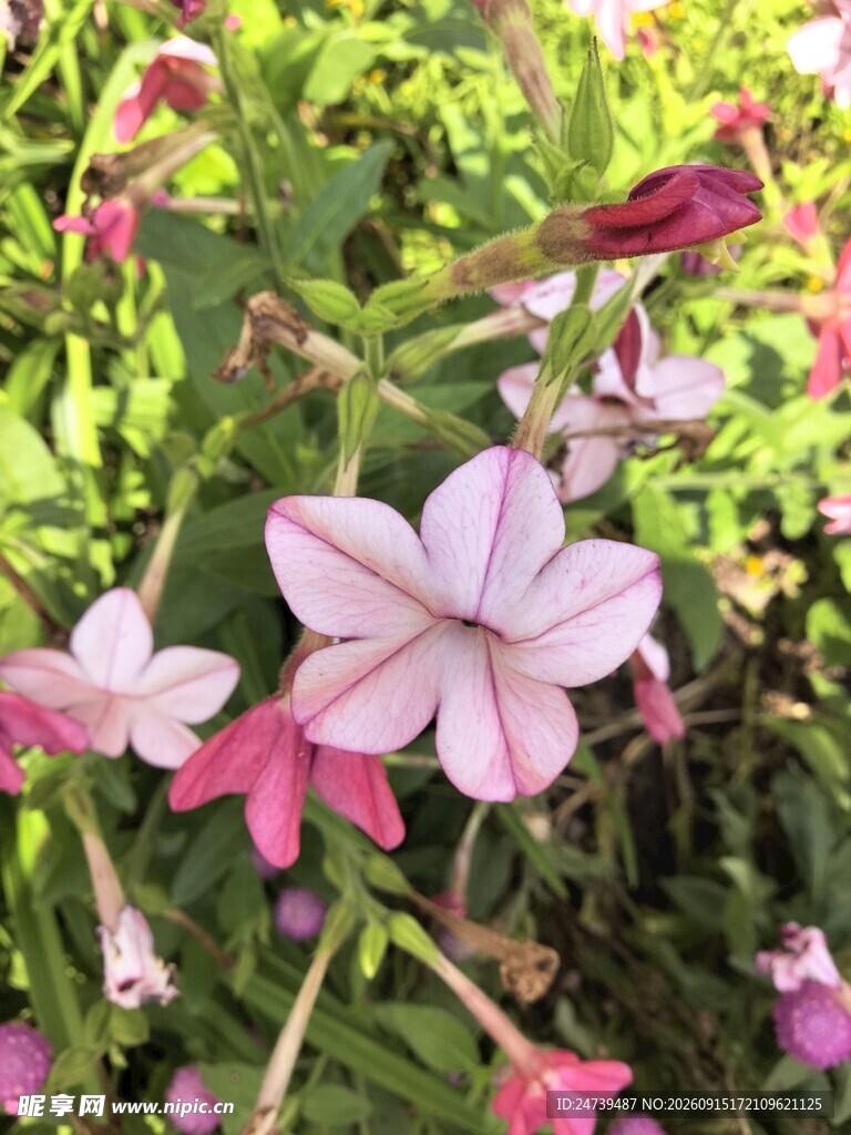 花烟草