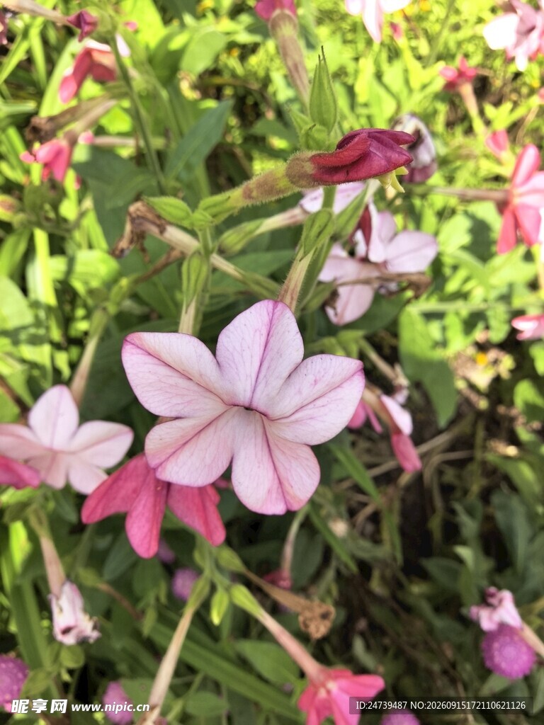 花烟草