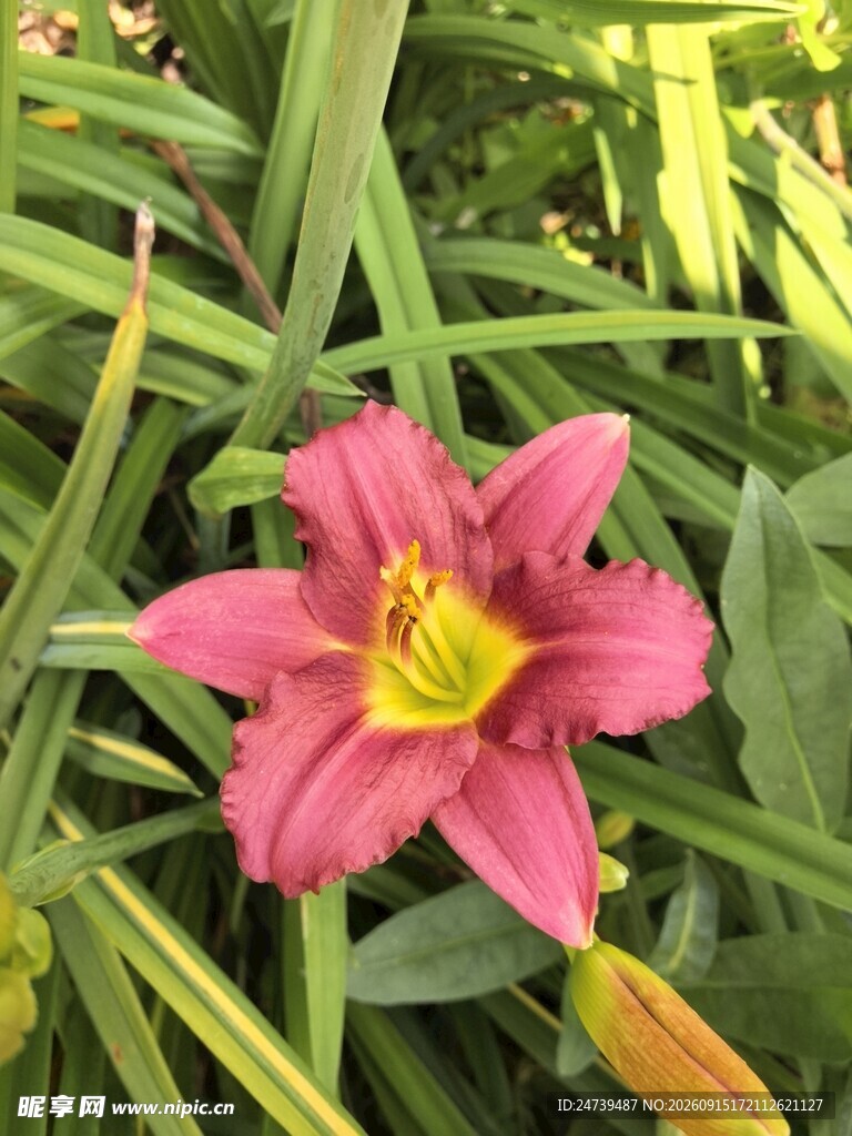 娇艳萱草花绽放绿叶间
