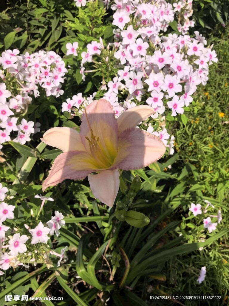粉色百合绽放于花丛中