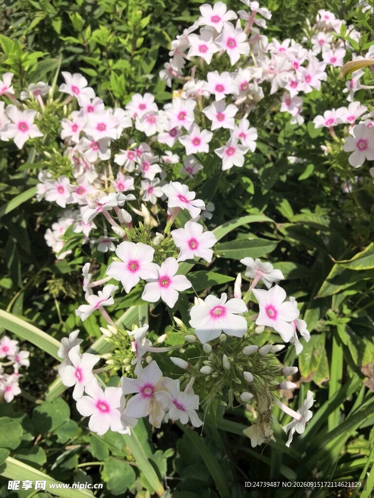 洋梅花