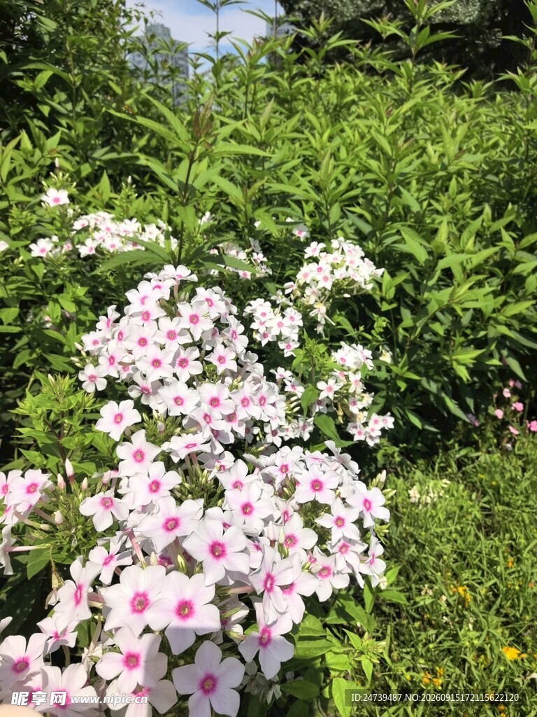 洋梅花