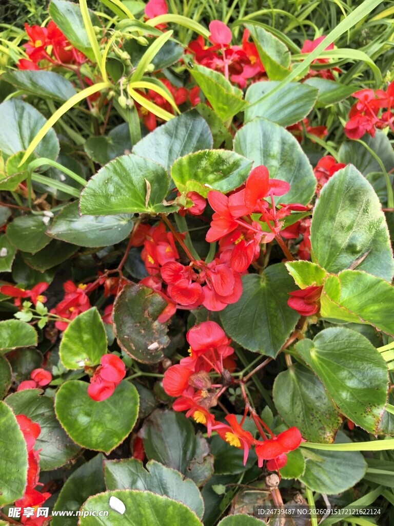 海棠花