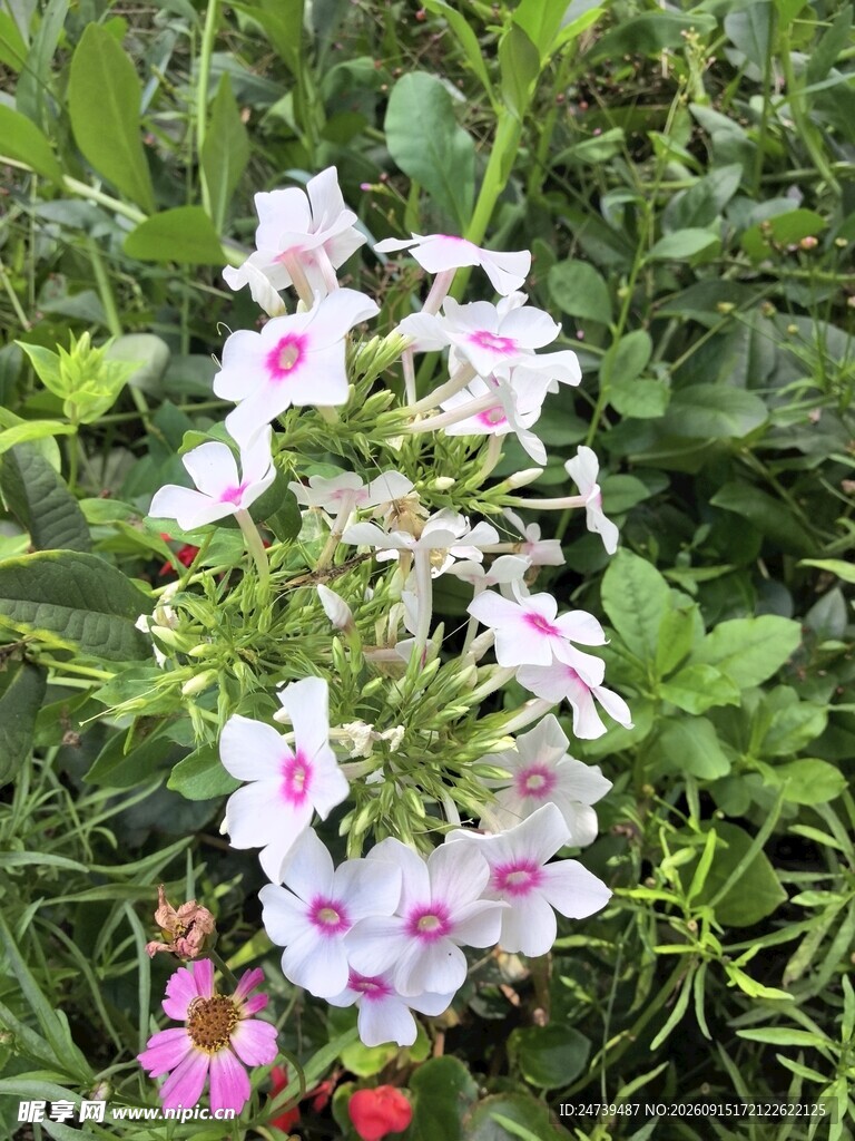 洋梅花