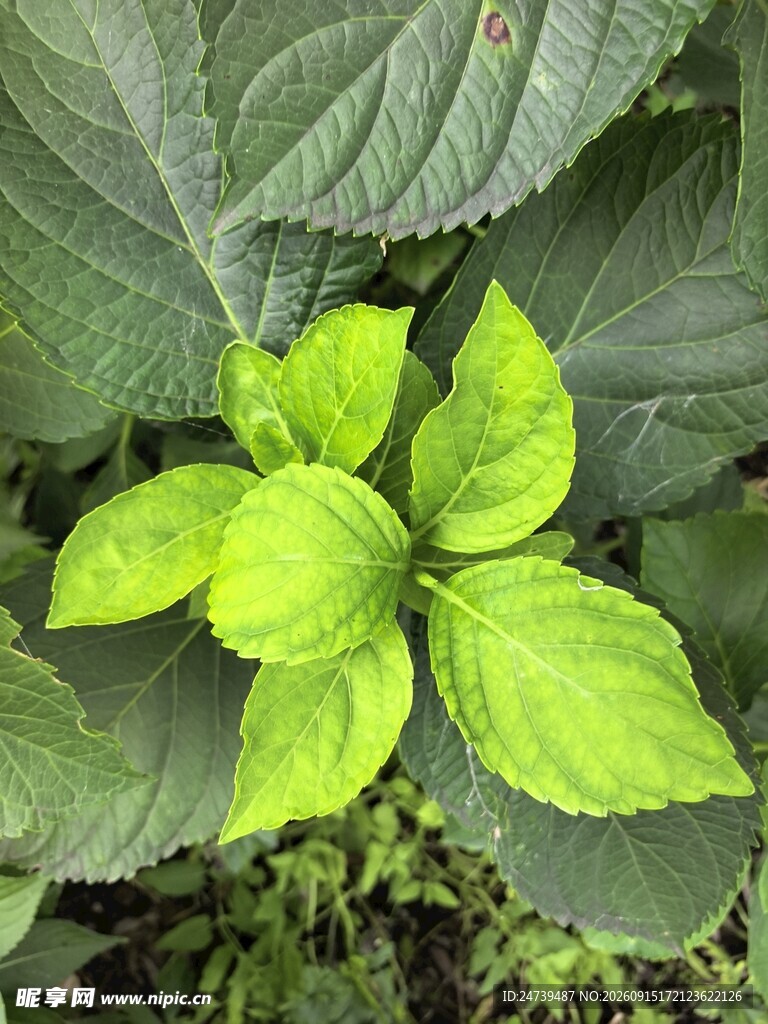 嫩绿叶片于繁茂绿叶间