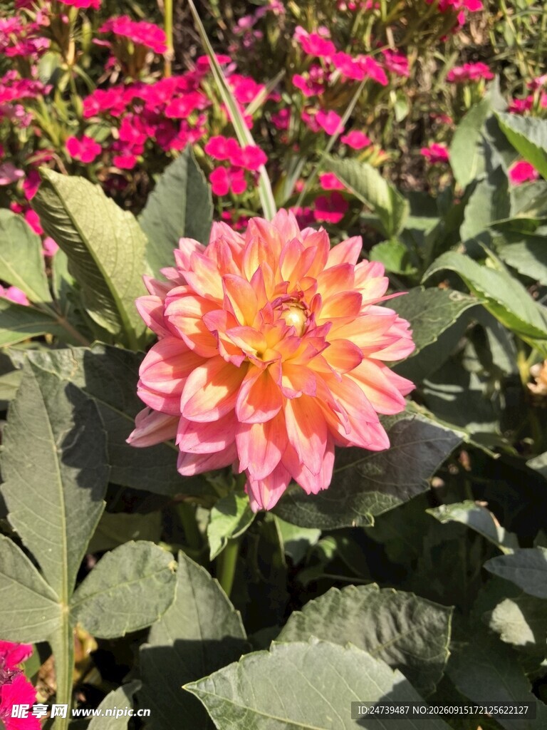 娇艳大丽花绽放花丛中
