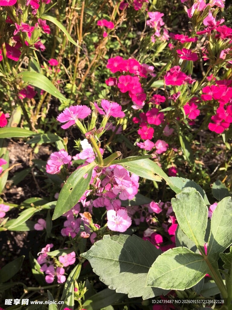 石竹花