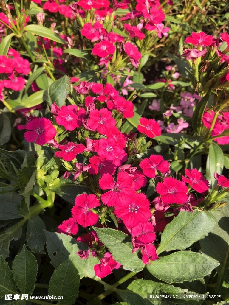 石竹花