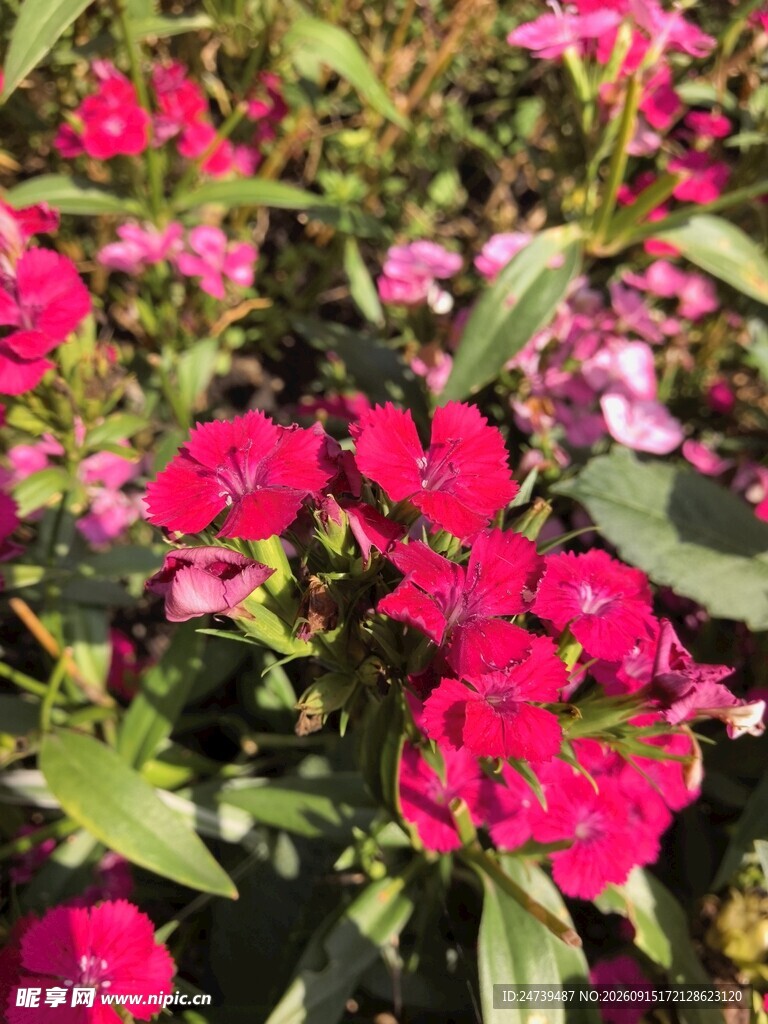 石竹花