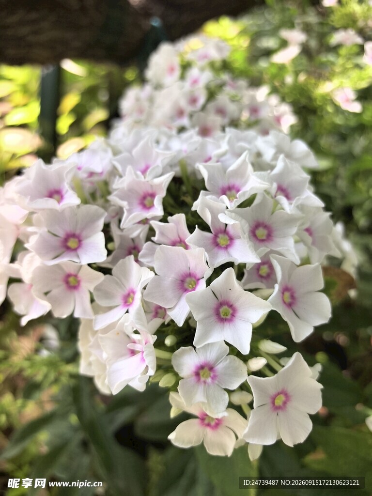 洋梅花