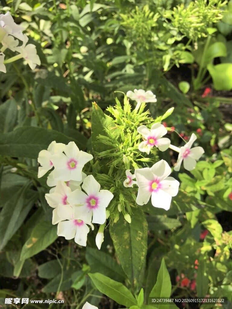 洋梅花