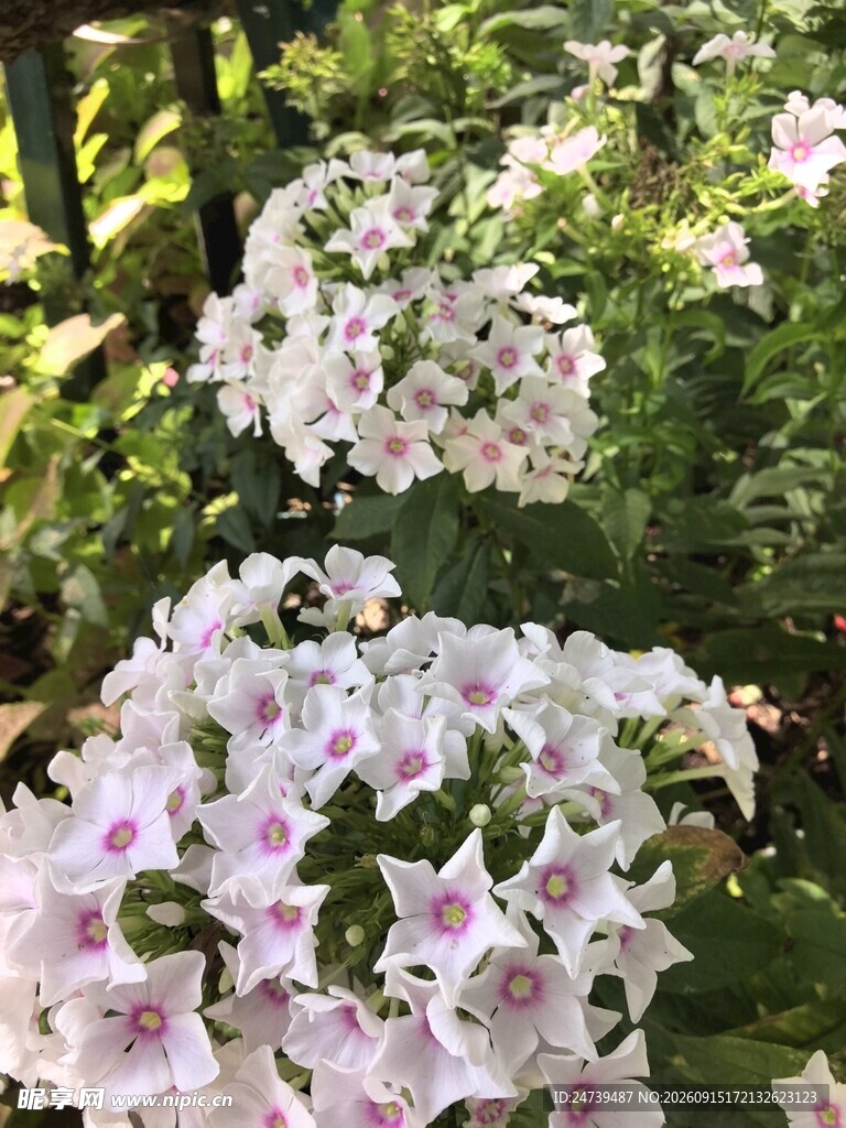 洋梅花