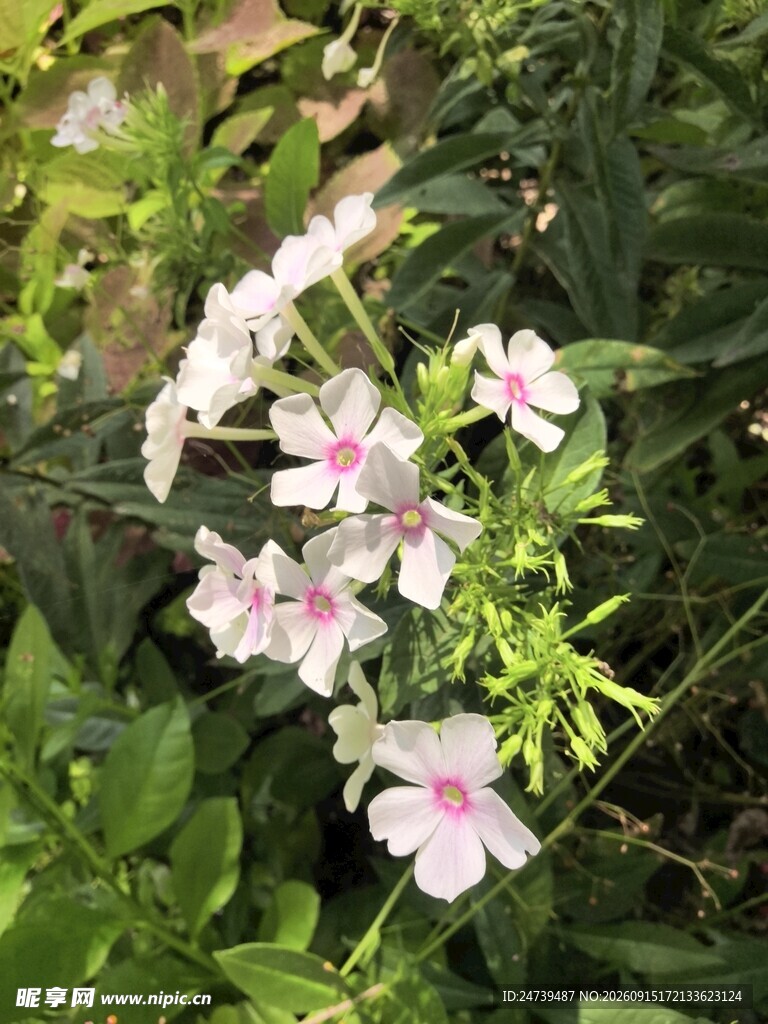 洋梅花