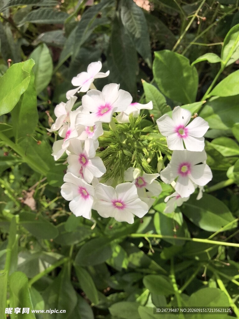 洋梅花