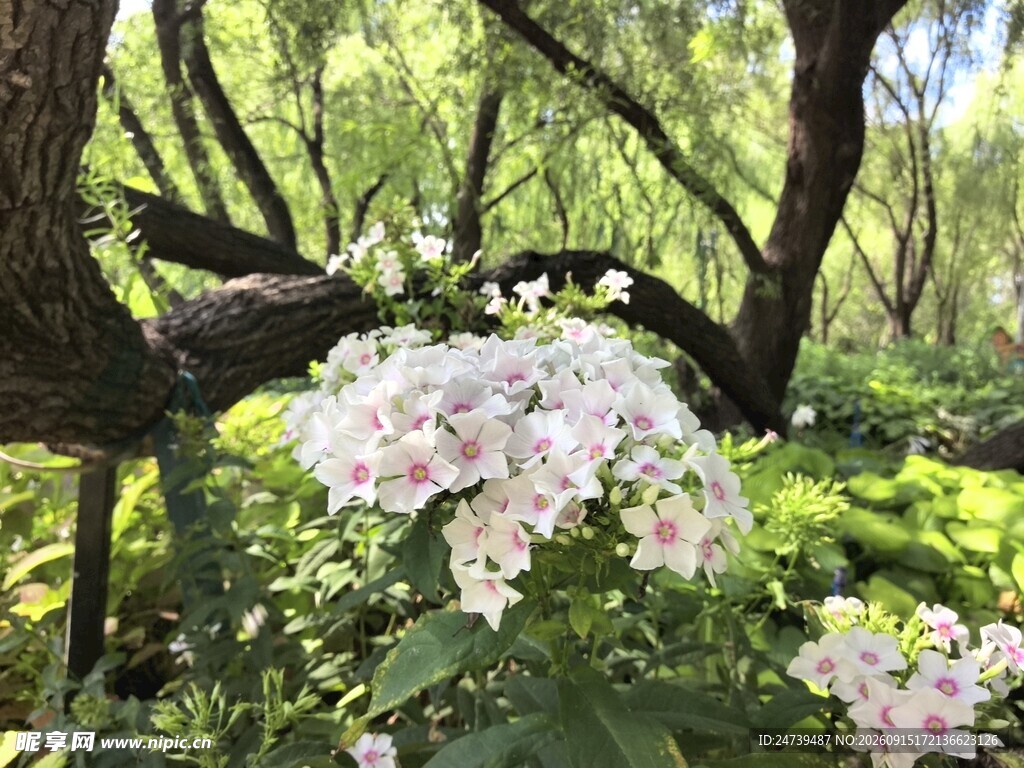 林间绽放的美丽洋梅花