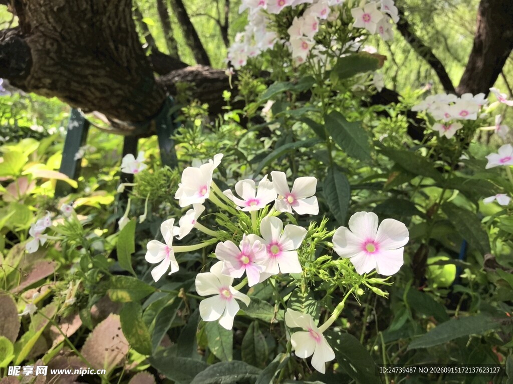 繁花绿叶间的洋梅花