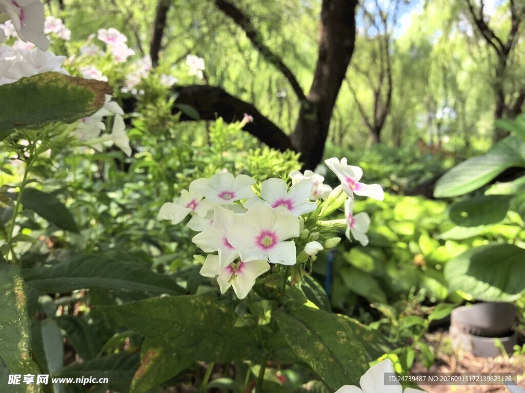 绿叶丛中绽放的洋梅花