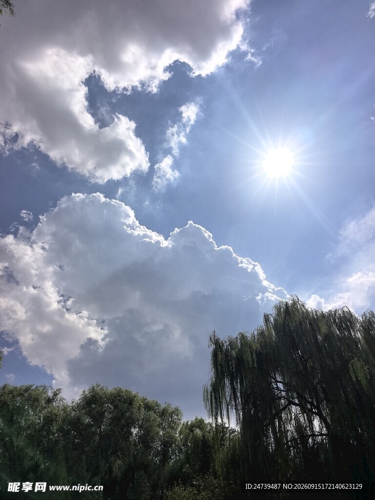 蓝天白云下的阳光绿树