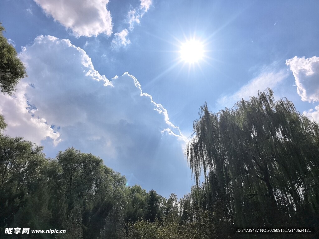 蓝天白云下的葱郁树林