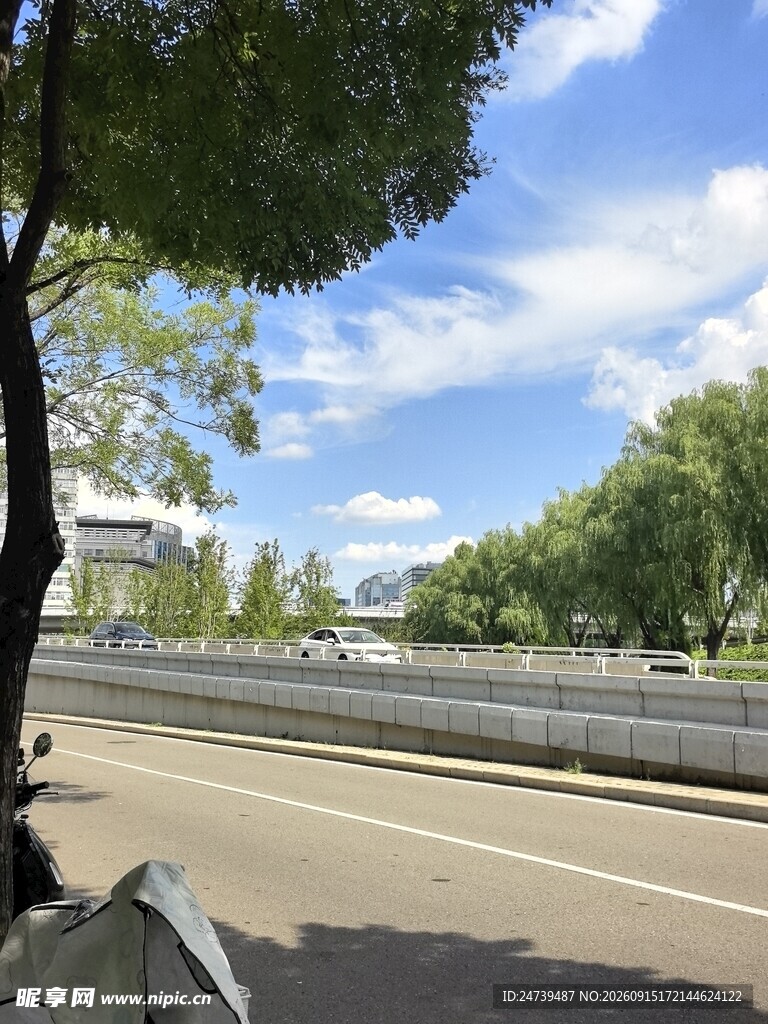 路边绿树成荫的开阔景象
