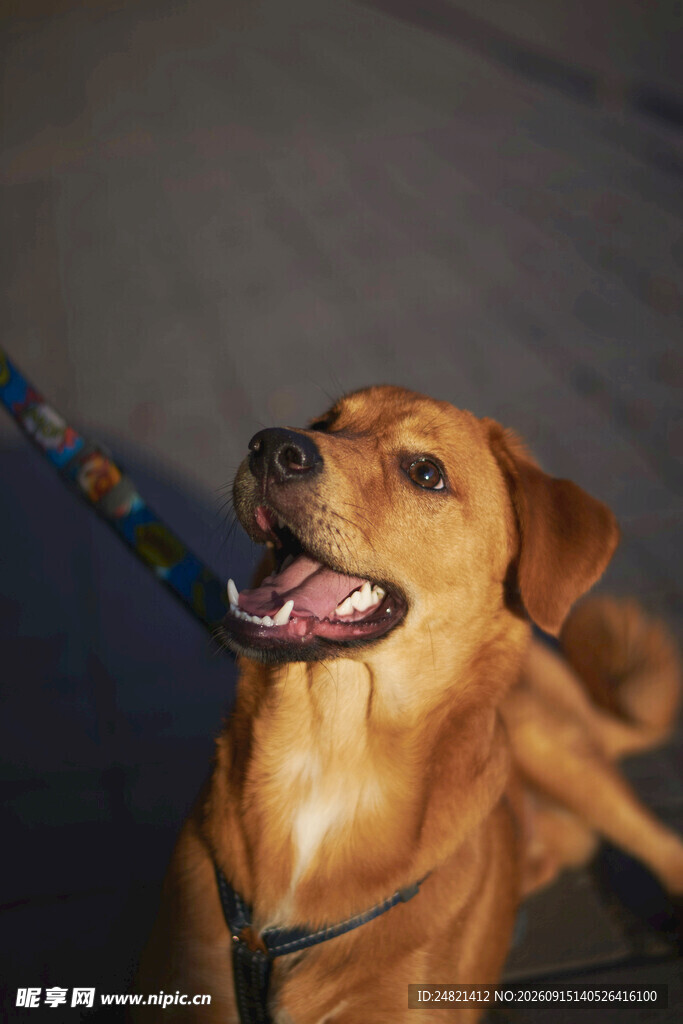 可爱棕犬吐舌咧嘴笑