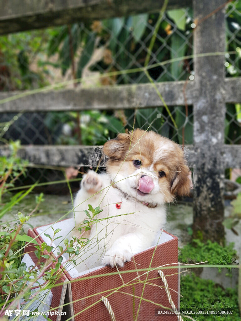 小狗惬意躺于绿植旁纸箱