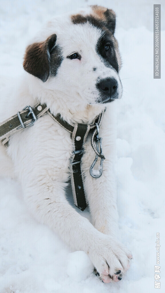 雪地中的可爱拴绳小狗