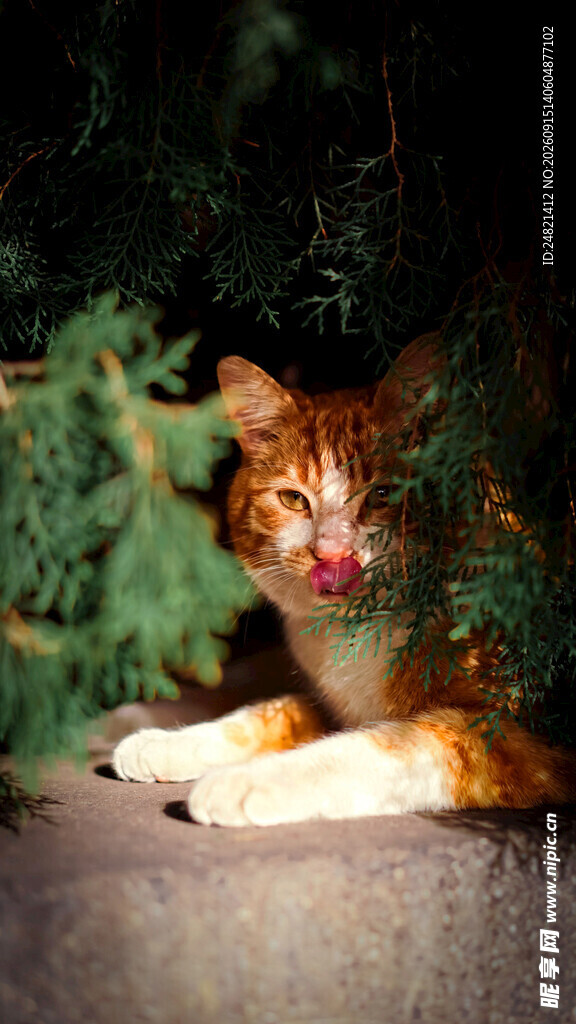 圣诞氛围中的可爱猫咪