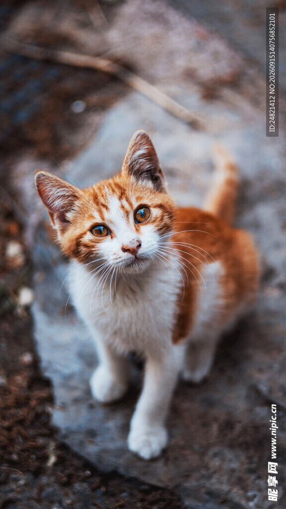 可爱三色小猫蹲坐石上