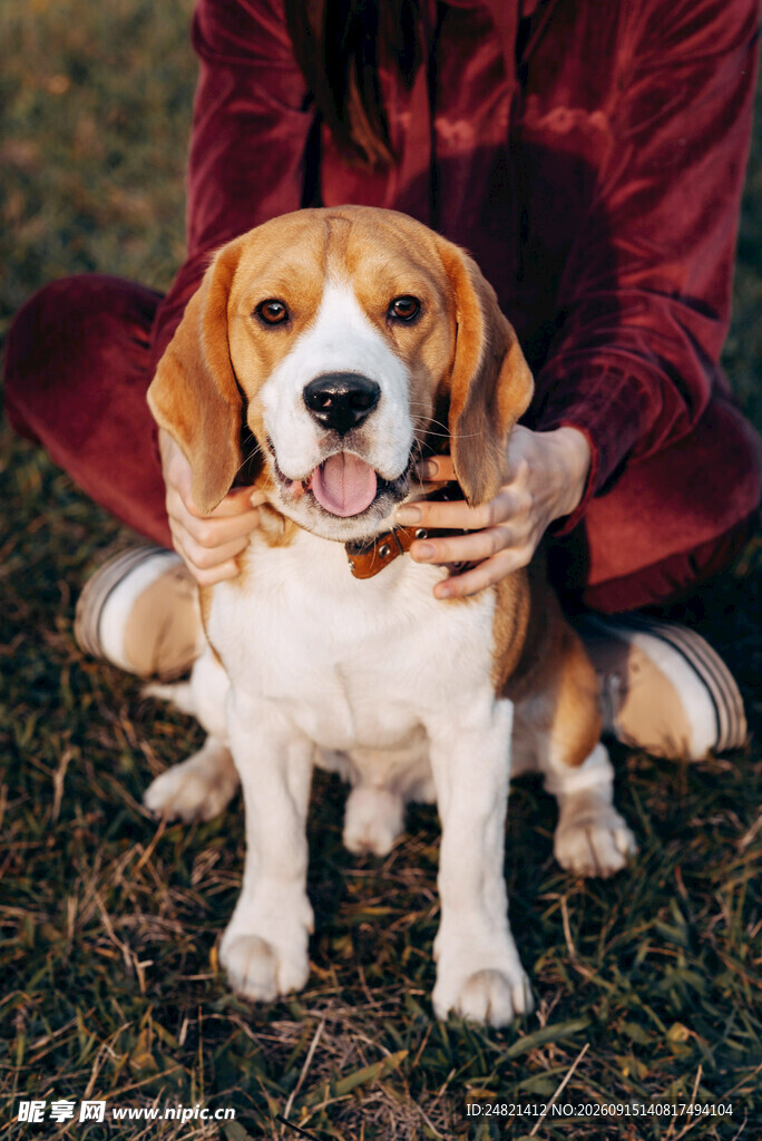 人与萌犬的温馨互动时刻