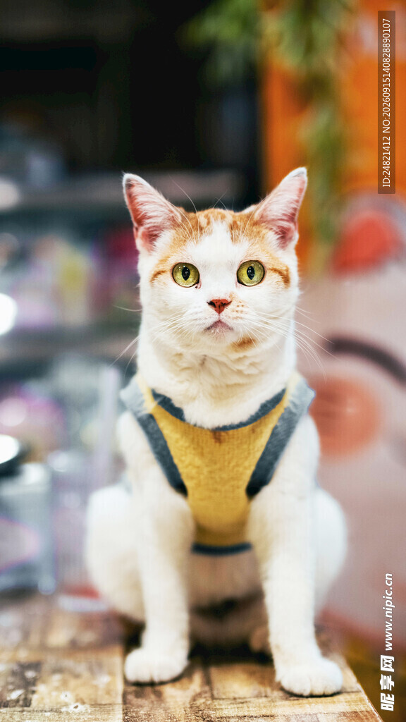 穿背带的可爱猫咪