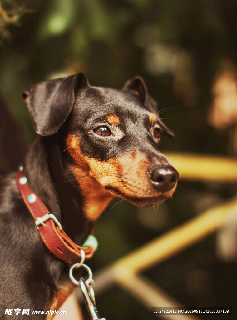 帅气杜宾犬特写