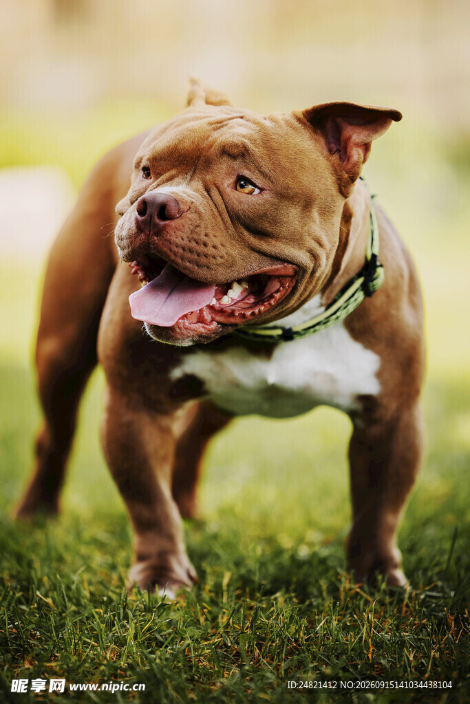 草地上的可爱棕色斗牛犬