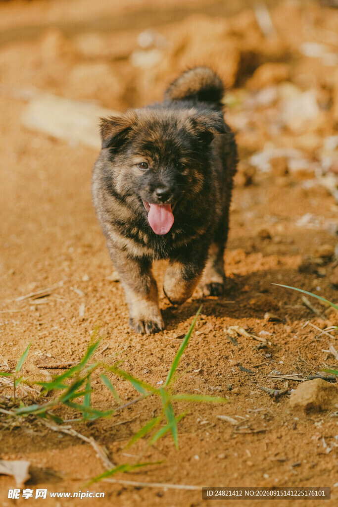 奔跑的小狗
