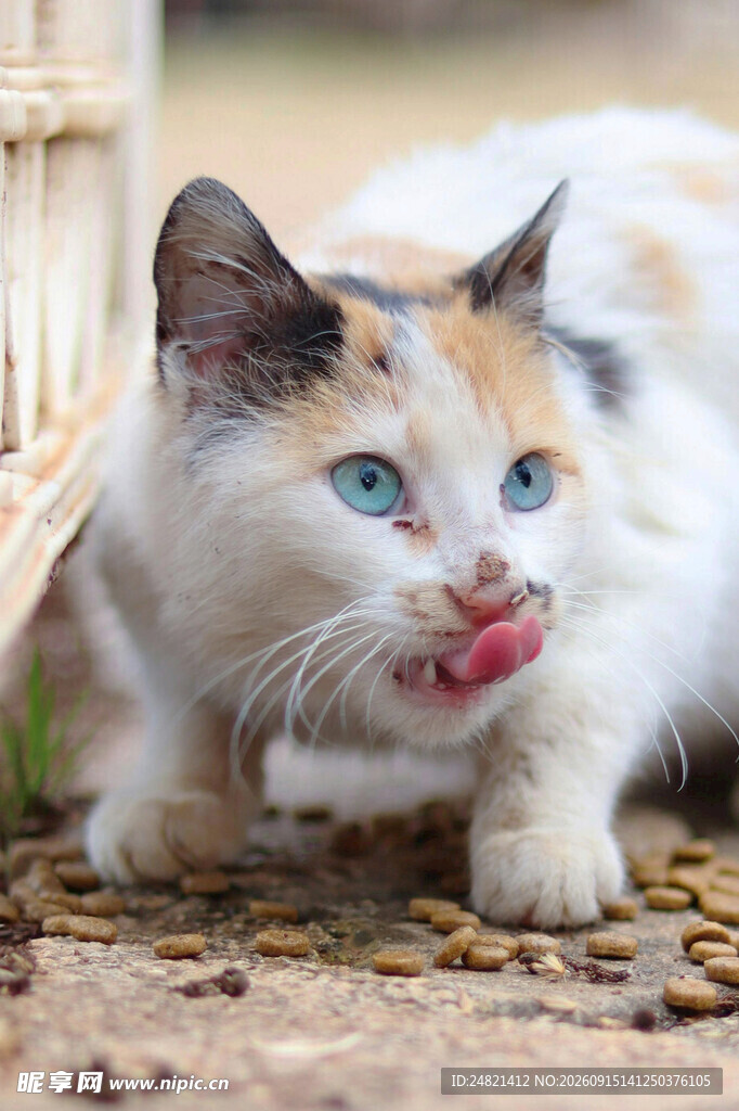 三色猫吐舌卖萌超可爱