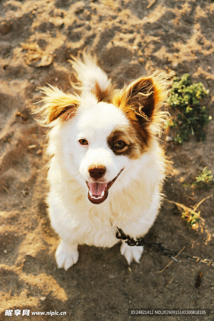 仰头微笑的可爱宠物犬