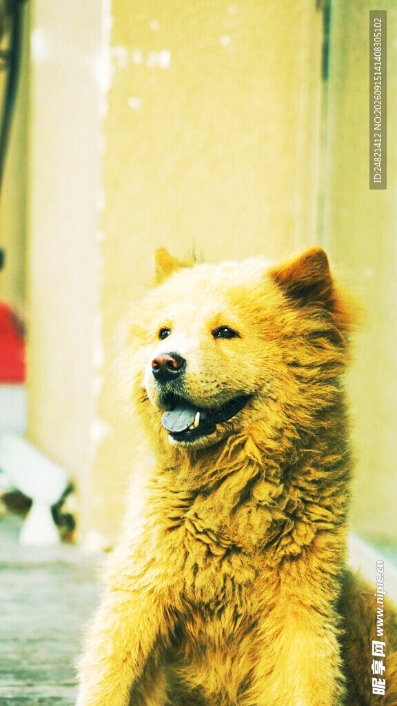 可爱黄毛犬街头惬意模样