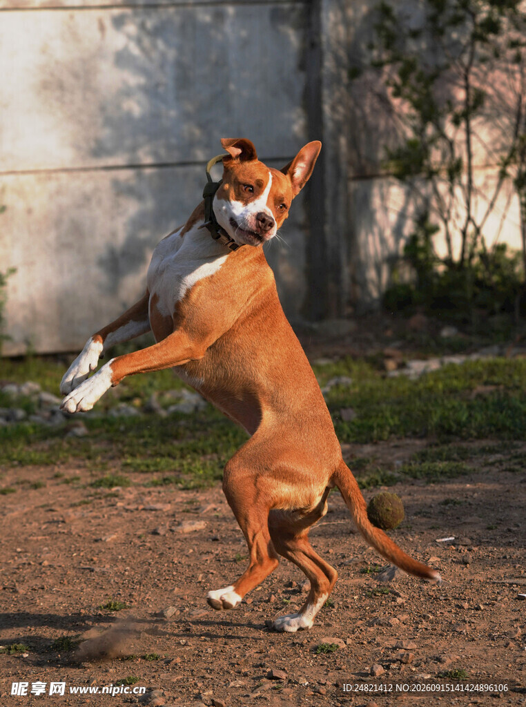 跳跃的棕犬展现活力瞬间