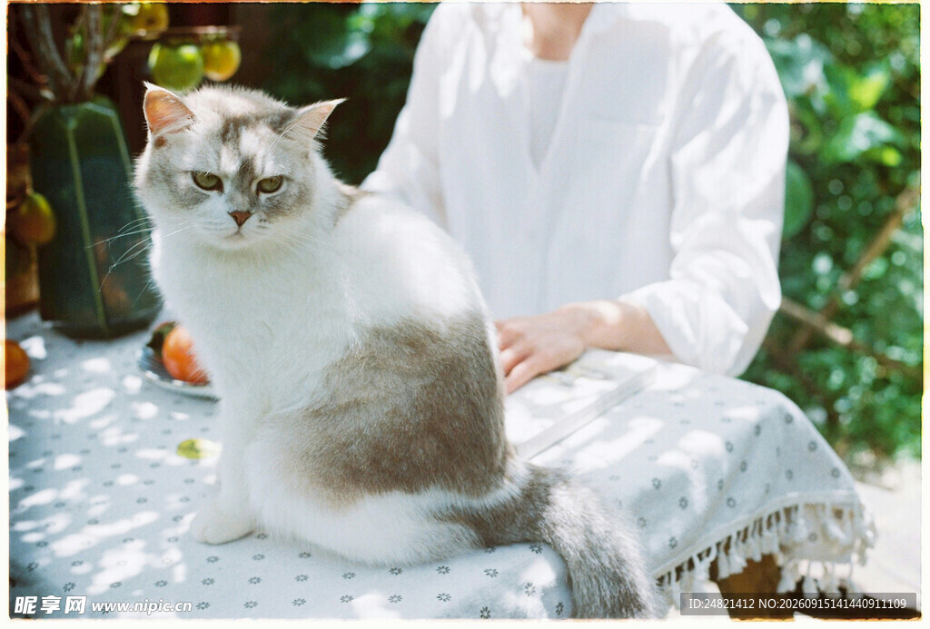白衣人旁的可爱猫咪
